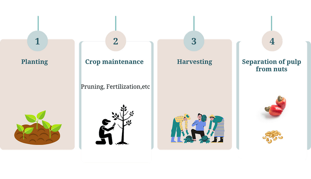 quality cashew farming process